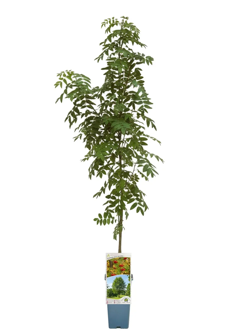 jarzab-pospolity-poj-c2-rodzaj-rosliny-pozostale