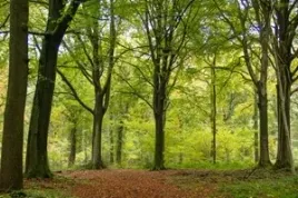 buk-zwyczajny-poj-c2