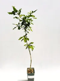 dab-bezszypulkowy-poj-c2