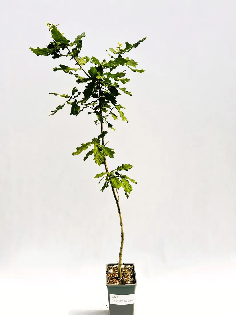 dab-bezszypulkowy-poj-c2