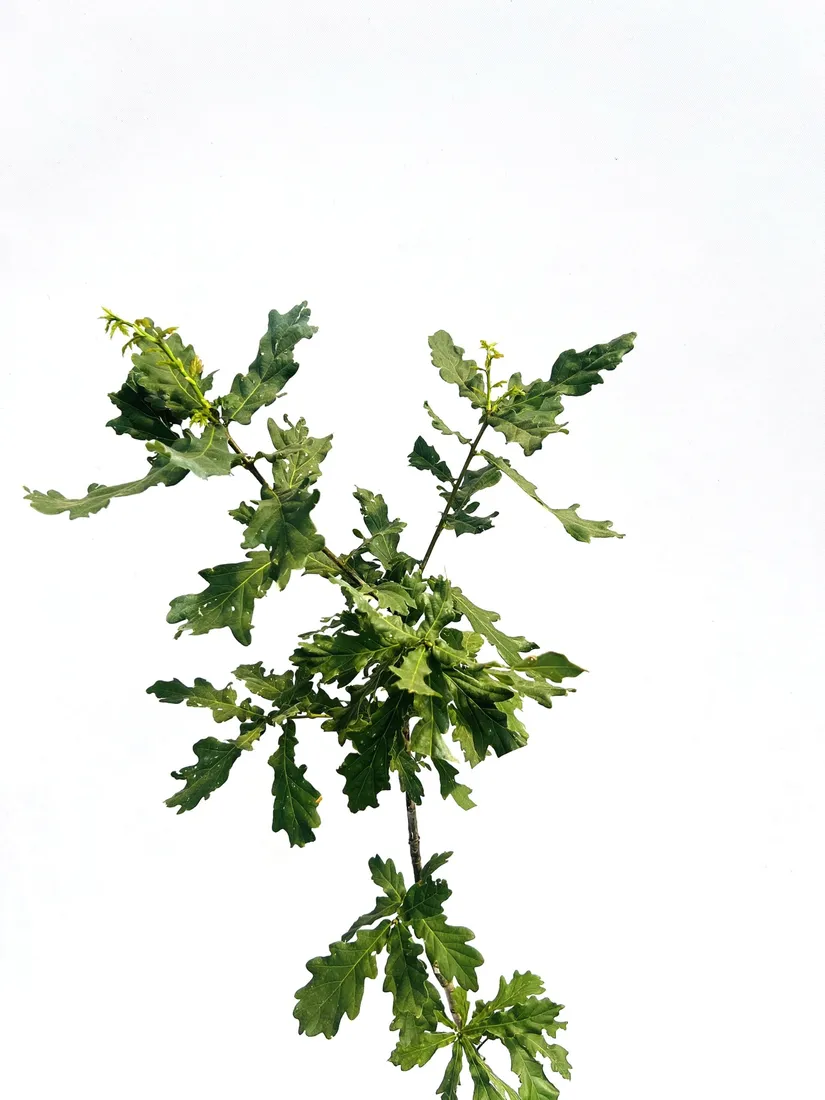 dab-bezszypulkowy-poj-c2-rodzaj-rosliny-dab