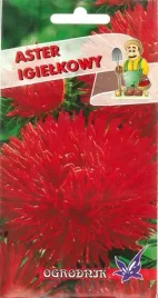 aster-igielkowy-czerwony-1g-o