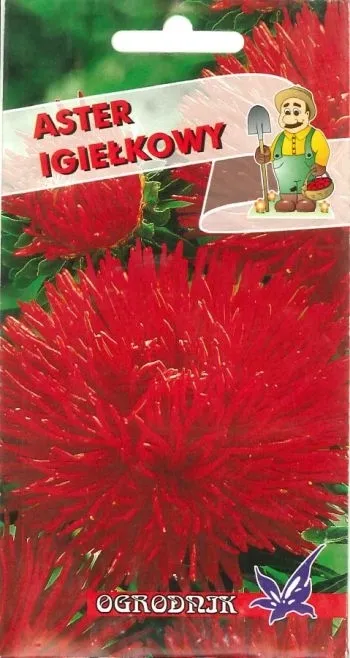 aster-igielkowy-czerwony-1g-o