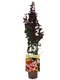 berberys-thunberga-hellmond-pilar-p9-c1-producent-inna