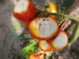 help-plant-ca-20ml-sumin-leczy-choroby-forma-inna