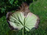 help-plant-cu-20ml-sumin-rodzaj-srodka-organiczny-naturalny