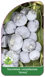 etykiety-szkolkarskie-borowka-wysoka-jersey