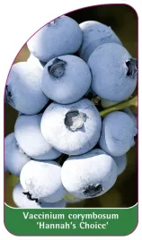 etykiety-szkolkarskie-borowka-wysoka-hannah-s-cho