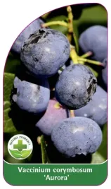 etykiety-szkolkarskie-borowka-wysoka-aurora