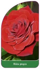 etykiety-szkolkarskie-roza-pnaca-nr-328