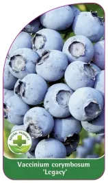 etykiety-szkolkarskie-borowka-wysoka-legacy