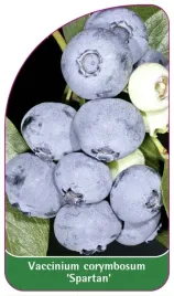 etykiety-szkolkarskie-borowka-wysoka-spartan