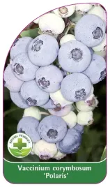 etykiety-szkolkarskie-borowka-wysoka-polaris