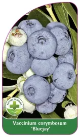 etykiety-szkolkarskie-borowka-wysoka-bluejay