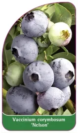 etykiety-szkolkarskie-borowka-wysoka-nelson