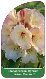 etykiety-rododendron-hybride-horizon-monarch