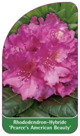 etykiety-rododendron-pearce-s-american-beauty