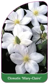 etykiety-szkolkarskie-clematis-mary-claire