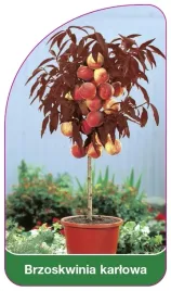 etykiety-szkolkarskie-brzoskwinia-karlowa