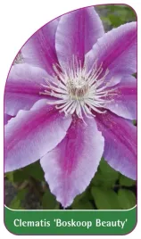 etykiety-szkolkarskie-clematis-boskoop-beauty