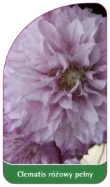 etykiety-szkolkarskie-clematis-rozowy-pelny