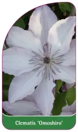 etykiety-szkolkarskie-clematis-omoshiro