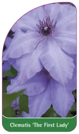 etykiety-szkolkarskie-clematis-the-first-lady