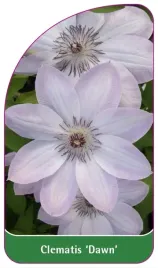 etykiety-szkolkarskie-clematis-dawn