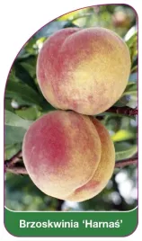 etykiety-szkolkarskie-brzoskwinia-harnas