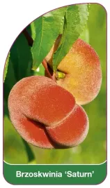 etykiety-szkolkarskie-brzoskwinia-saturn