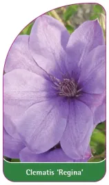 etykiety-szkolkarskie-clematis-regina