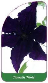 etykiety-szkolkarskie-clematis-viola