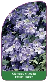 etykiety-clematis-viticella-emilia-plater