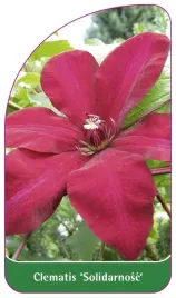 etykiety-szkolkarskie-clematis-solidarnosc