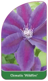 etykiety-szkolkarskie-clematis-wildfire