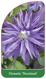 etykiety-szkolkarskie-clematis-thorslund