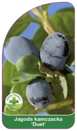 etykiety-szkolkarskie-jagoda-kamczacka-duet