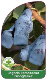 etykiety-szkolkarskie-jagoda-kamczacka-sinoglaska