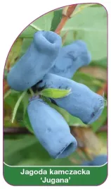 etykiety-szkolkarskie-jagoda-kamczacka-jugana