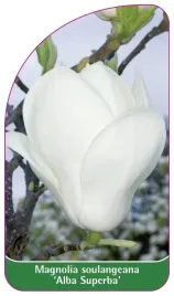 etykiety-magnolia-soulangiana-alba-superba