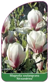 etykiety-magnolia-soulangeana-alexandrina