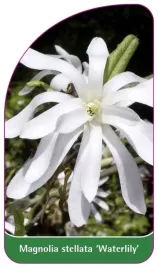 etykiety-magnolia-stellata-waterlily