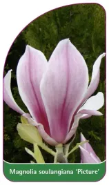 etykiety-magnolia-soulangeana-picture