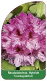 etykiety-rododendron-hybride-cosmopolitan