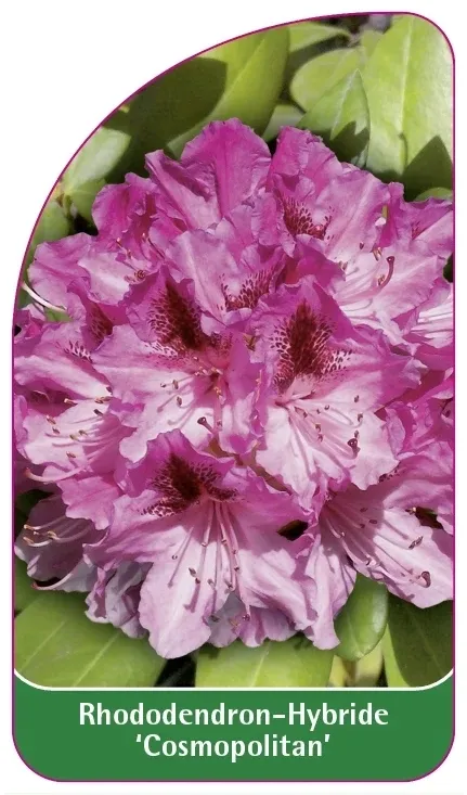 etykiety-rododendron-hybride-cosmopolitan-stan-nowy