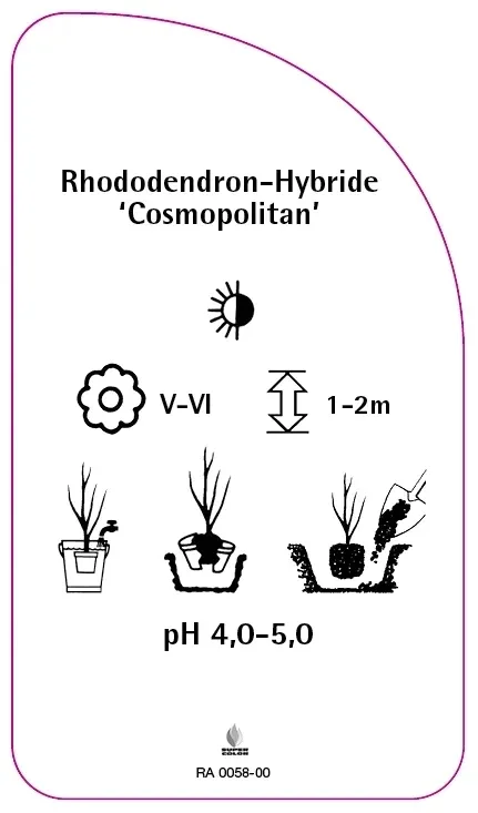 etykiety-rododendron-hybride-cosmopolitan