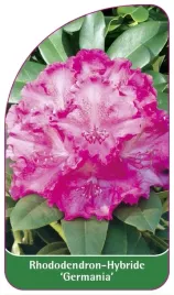 etykiety-rododendron-hybride-germania