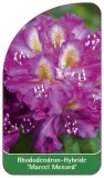 etykiety-rododendron-hybride-marcel-menard