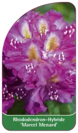 etykiety-rododendron-hybride-marcel-menard