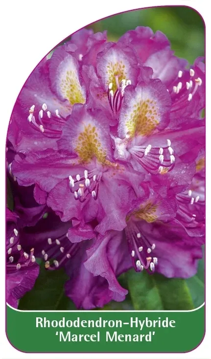 etykiety-rododendron-hybride-marcel-menard-stan-nowy